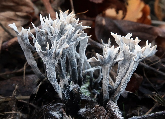 Une photo d'un Xylaria hypoxylon